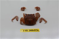 藏品(帝王仿相手蟹)的圖片